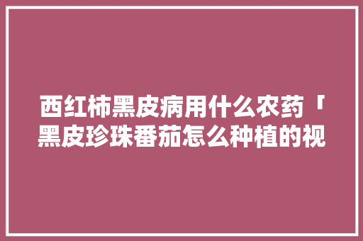 西红柿黑皮病用什么农药「黑皮珍珠番茄怎么种植的视频」