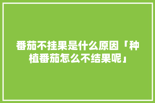 番茄不挂果是什么原因「种植番茄怎么不结果呢」