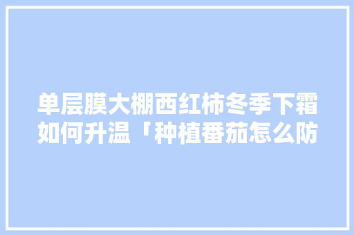 单层膜大棚西红柿冬季下霜如何升温「种植番茄怎么防霜冻的呢」