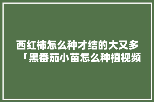 西红柿怎么种才结的大又多「黑番茄小苗怎么种植视频教程」 西红柿怎么种才结的大又多「黑番茄小苗怎么种植视频教程」 农业常识