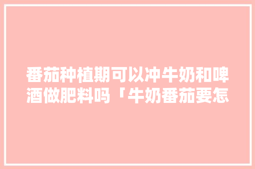 番茄种植期可以冲牛奶和啤酒做肥料吗「牛奶番茄要怎么种植视频」