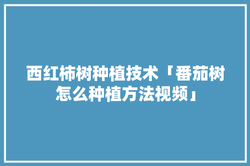 西红柿树种植技术「番茄树怎么种植方法视频」 西红柿树种植技术「番茄树怎么种植方法视频」 番茄种植技巧