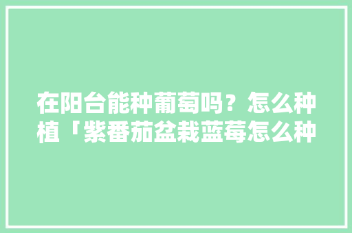 在阳台能种葡萄吗？怎么种植「紫番茄盆栽蓝莓怎么种植视频」