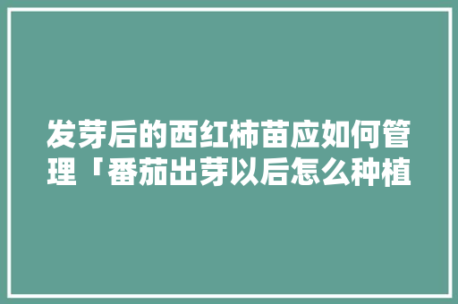 发芽后的西红柿苗应如何管理「番茄出芽以后怎么种植视频」