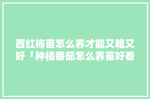 西红柿苗怎么养才能又粗又好「种植番茄怎么养苗好看图片」 西红柿苗怎么养才能又粗又好「种植番茄怎么养苗好看图片」 土壤施肥