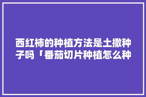 西红柿的种植方法是土撒种子吗「番茄切片种植怎么种植」