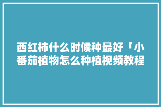 西红柿什么时候种最好「小番茄植物怎么种植视频教程」 西红柿什么时候种最好「小番茄植物怎么种植视频教程」 农业常识
