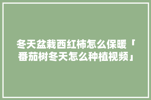 冬天盆栽西红柿怎么保暖「番茄树冬天怎么种植视频」 冬天盆栽西红柿怎么保暖「番茄树冬天怎么种植视频」 农业常识