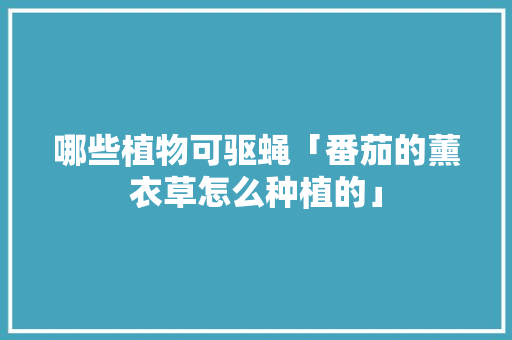 哪些植物可驱蝇「番茄的薰衣草怎么种植的」
