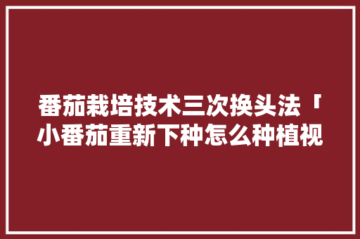 番茄栽培技术三次换头法「小番茄重新下种怎么种植视频」 植物种类 番茄栽培技术三次换头法「小番茄重新下种怎么种植视频」 番茄栽培技术三次换头法「小番茄重新下种怎么种植视频」 植物种类