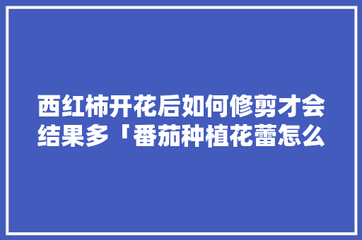 西红柿开花后如何修剪才会结果多「番茄种植花蕾怎么处理好」