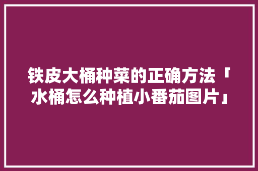 铁皮大桶种菜的正确方法「水桶怎么种植小番茄图片」 铁皮大桶种菜的正确方法「水桶怎么种植小番茄图片」 番茄病虫害防治