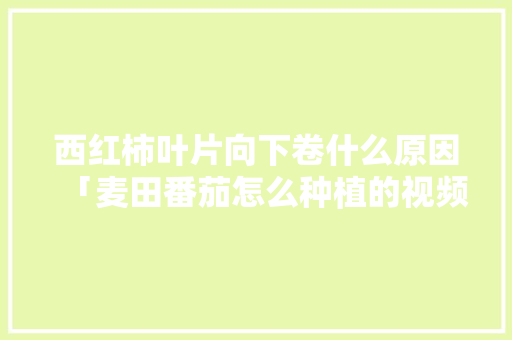 西红柿叶片向下卷什么原因「麦田番茄怎么种植的视频」