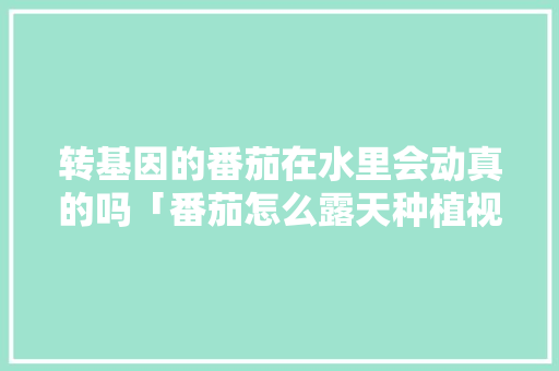 转基因的番茄在水里会动真的吗「番茄怎么露天种植视频教程」 转基因的番茄在水里会动真的吗「番茄怎么露天种植视频教程」 花朵知识