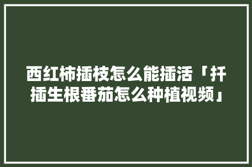 西红柿插枝怎么能插活「扦插生根番茄怎么种植视频」 西红柿插枝怎么能插活「扦插生根番茄怎么种植视频」 花朵知识