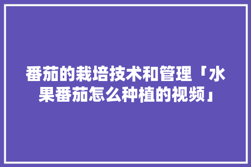 番茄的栽培技术和管理「水果番茄怎么种植的视频」
