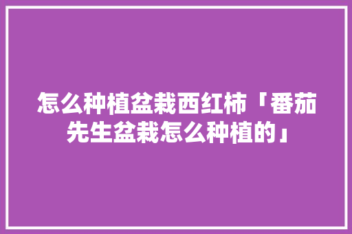 怎么种植盆栽西红柿「番茄先生盆栽怎么种植的」 怎么种植盆栽西红柿「番茄先生盆栽怎么种植的」 农业常识