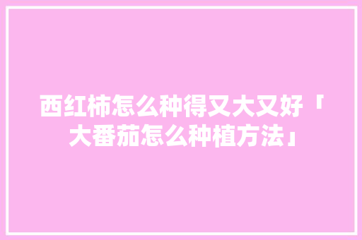 西红柿怎么种得又大又好「大番茄怎么种植方法」 西红柿怎么种得又大又好「大番茄怎么种植方法」 农业常识