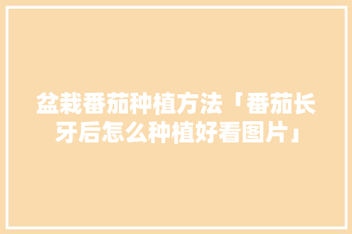 盆栽番茄种植方法「番茄长牙后怎么种植好看图片」 种植技巧 盆栽番茄种植方法「番茄长牙后怎么种植好看图片」 盆栽番茄种植方法「番茄长牙后怎么种植好看图片」 种植技巧