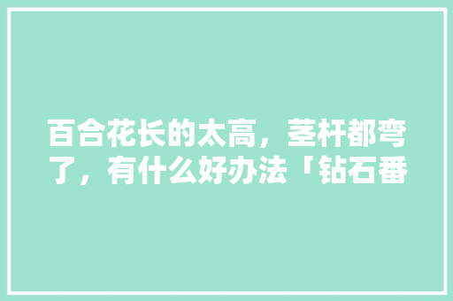 百合花长的太高，茎杆都弯了，有什么好办法「钻石番茄怎么种植的视频」