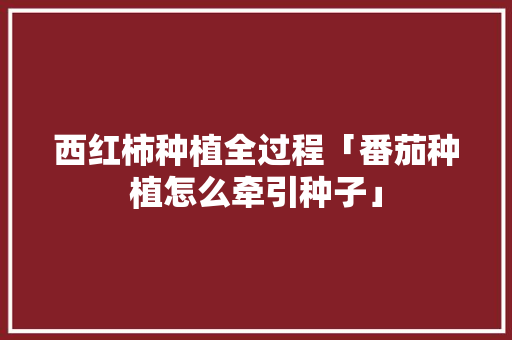 西红柿种植全过程「番茄种植怎么牵引种子」 西红柿种植全过程「番茄种植怎么牵引种子」 种植技巧