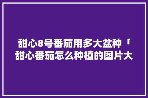 甜心8号番茄用多大盆种「甜心番茄怎么种植的图片大全」