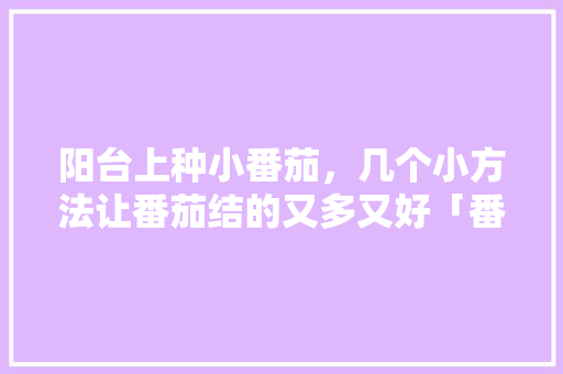 阳台上种小番茄，几个小方法让番茄结的又多又好「番茄怎么种植结得更好呢视频」