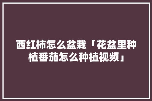 西红柿怎么盆栽「花盆里种植番茄怎么种植视频」 种植技巧 西红柿怎么盆栽「花盆里种植番茄怎么种植视频」 西红柿怎么盆栽「花盆里种植番茄怎么种植视频」 种植技巧