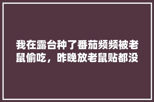 我在露台种了番茄频频被老鼠偷吃，昨晚放老鼠贴都没捉到，还有哪种方式有效灭鼠「种植番茄怎么防老鼠虫子」