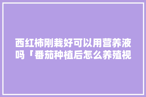 西红柿刚栽好可以用营养液吗「番茄种植后怎么养殖视频」 西红柿刚栽好可以用营养液吗「番茄种植后怎么养殖视频」 植物种类