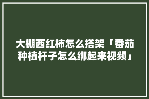 大棚西红柿怎么搭架「番茄种植杆子怎么绑起来视频」