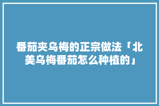 番茄夹乌梅的正宗做法「北美乌梅番茄怎么种植的」