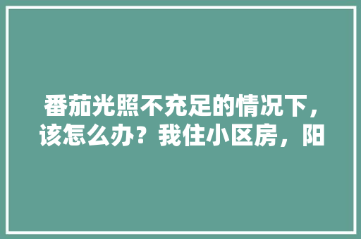 番茄光照不充足的情况下，该怎么办？我住小区房，阳台是包在房间内的，而客厅有光照到时间短「阳台番茄种植怎么选择品种」 番茄光照不充足的情况下，该怎么办？我住小区房，阳台是包在房间内的，而客厅有光照到时间短「阳台番茄种植怎么选择品种」 土壤施肥