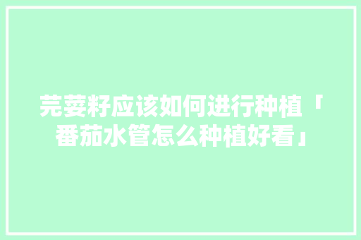 芫荽籽应该如何进行种植「番茄水管怎么种植好看」 芫荽籽应该如何进行种植「番茄水管怎么种植好看」 土壤施肥