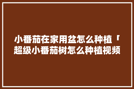 小番茄在家用盆怎么种植「超级小番茄树怎么种植视频」 小番茄在家用盆怎么种植「超级小番茄树怎么种植视频」 花朵知识