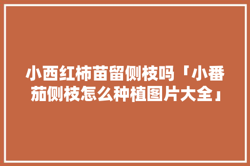 小西红柿苗留侧枝吗「小番茄侧枝怎么种植图片大全」 小西红柿苗留侧枝吗「小番茄侧枝怎么种植图片大全」 种植技巧