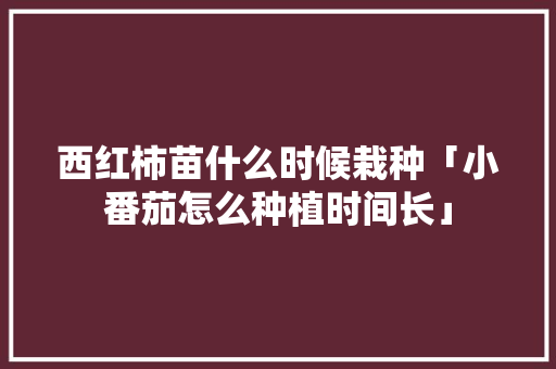 西红柿苗什么时候栽种「小番茄怎么种植时间长」 西红柿苗什么时候栽种「小番茄怎么种植时间长」 种植技巧