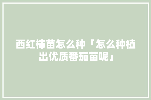 西红柿苗怎么种「怎么种植出优质番茄苗呢」 西红柿苗怎么种「怎么种植出优质番茄苗呢」 番茄种植技巧