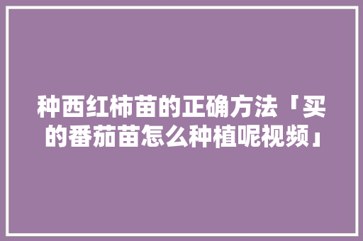 种西红柿苗的正确方法「买的番茄苗怎么种植呢视频」 种西红柿苗的正确方法「买的番茄苗怎么种植呢视频」 农业常识