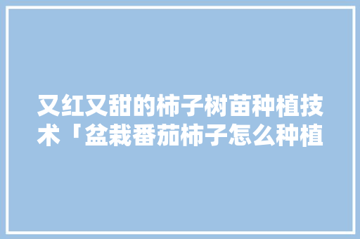 又红又甜的柿子树苗种植技术「盆栽番茄柿子怎么种植视频」 又红又甜的柿子树苗种植技术「盆栽番茄柿子怎么种植视频」 农业常识