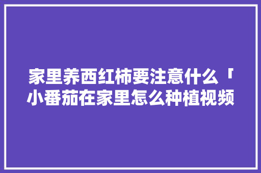 家里养西红柿要注意什么「小番茄在家里怎么种植视频」 家里养西红柿要注意什么「小番茄在家里怎么种植视频」 花朵知识