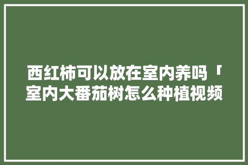 西红柿可以放在室内养吗「室内大番茄树怎么种植视频」 西红柿可以放在室内养吗「室内大番茄树怎么种植视频」 农业常识