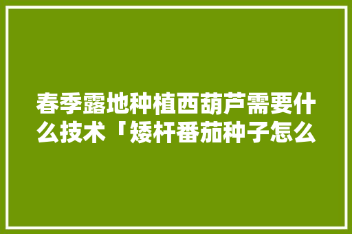 春季露地种植西葫芦需要什么技术「矮杆番茄种子怎么种植视频」