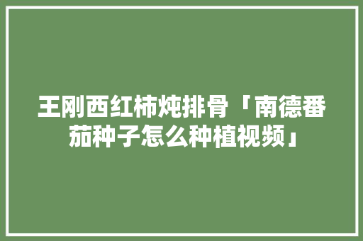 王刚西红柿炖排骨「南德番茄种子怎么种植视频」