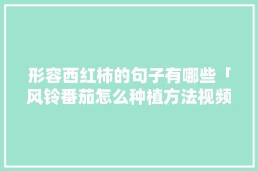 形容西红柿的句子有哪些「风铃番茄怎么种植方法视频」