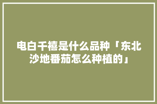 电白千禧是什么品种「东北沙地番茄怎么种植的」