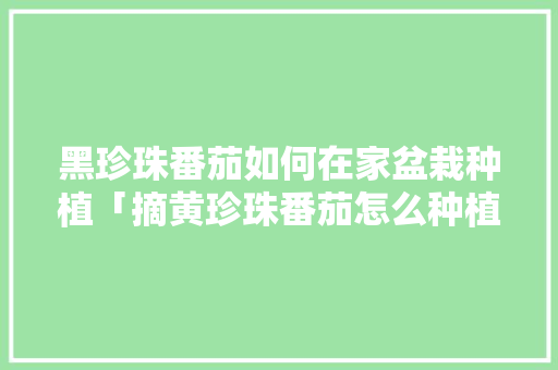 黑珍珠番茄如何在家盆栽种植「摘黄珍珠番茄怎么种植视频」 黑珍珠番茄如何在家盆栽种植「摘黄珍珠番茄怎么种植视频」 花朵知识