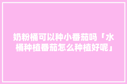 奶粉桶可以种小番茄吗「水桶种植番茄怎么种植好呢」 奶粉桶可以种小番茄吗「水桶种植番茄怎么种植好呢」 农业常识
