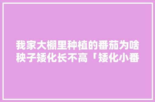 我家大棚里种植的番茄为啥秧子矮化长不高「矮化小番茄怎么种植的视频」