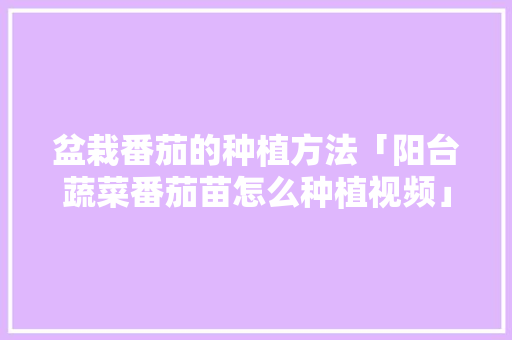 盆栽番茄的种植方法「阳台蔬菜番茄苗怎么种植视频」 盆栽番茄的种植方法「阳台蔬菜番茄苗怎么种植视频」 番茄病虫害防治
